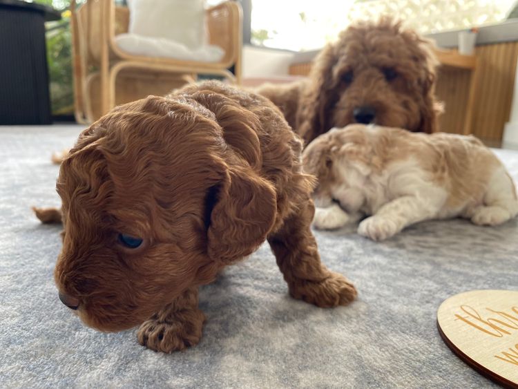 Cavoodles/Theodores By The Sea