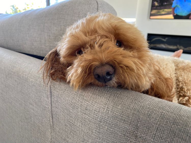 Cavoodles/Theodores By The Sea
