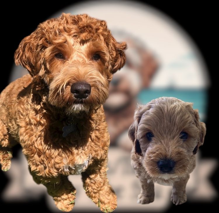 Cavoodles/Theodores By The Sea