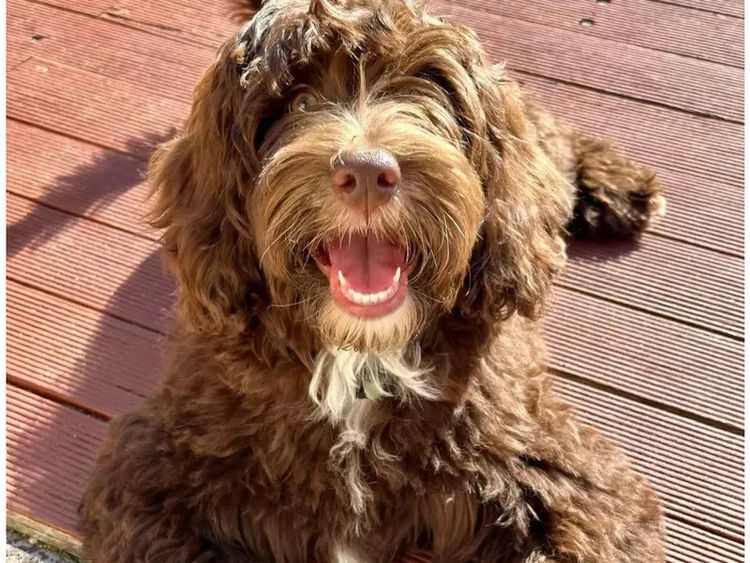 Oodles West Therapy Dogs