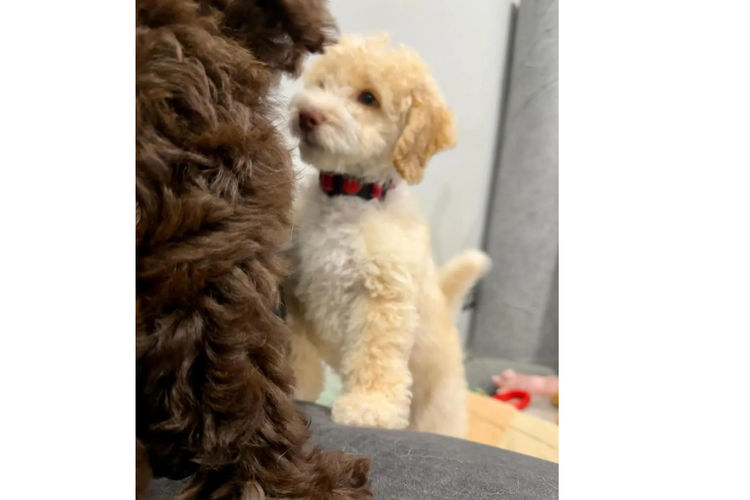 Oodles West Therapy Dogs
