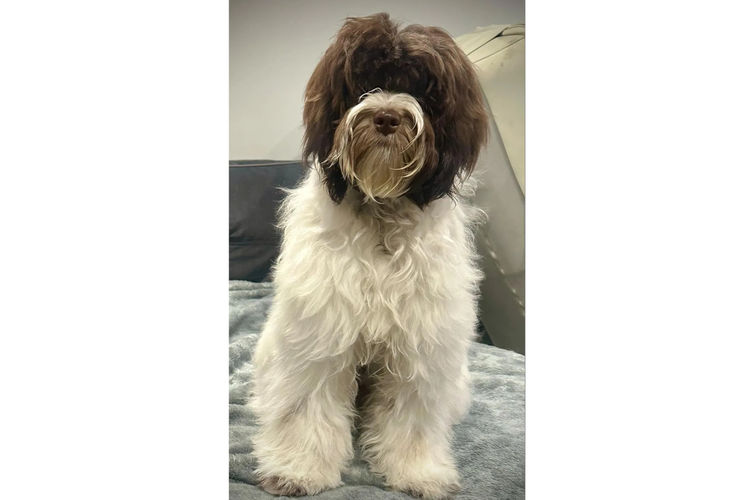 Oodles West Therapy Dogs