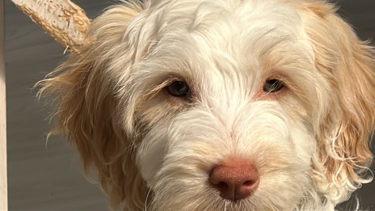 Oodles West Therapy Dogs