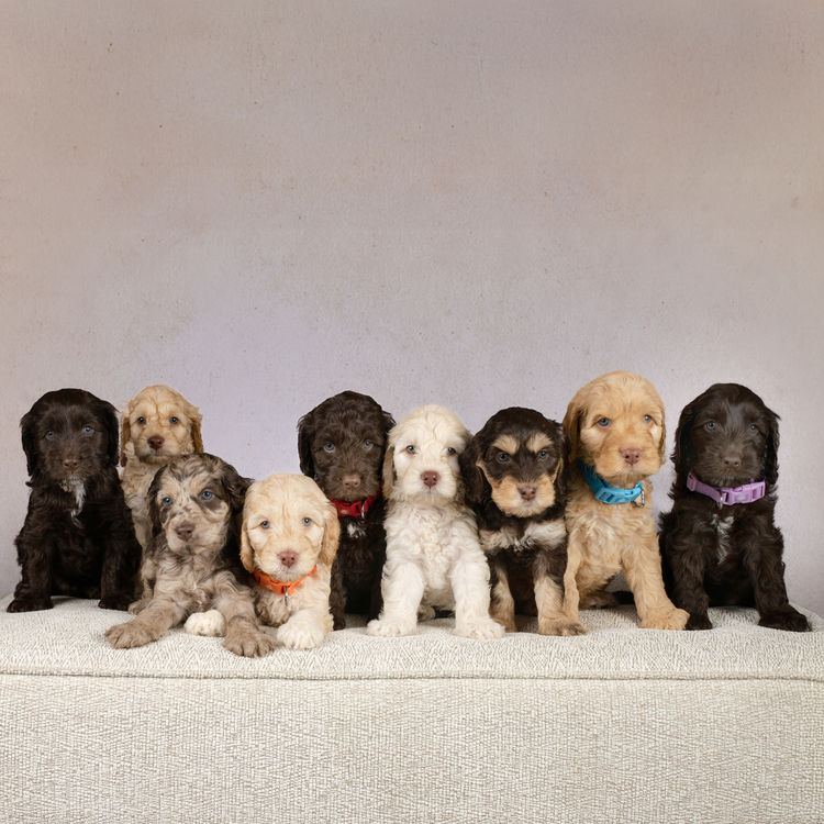 Oodle Crew Spoodles