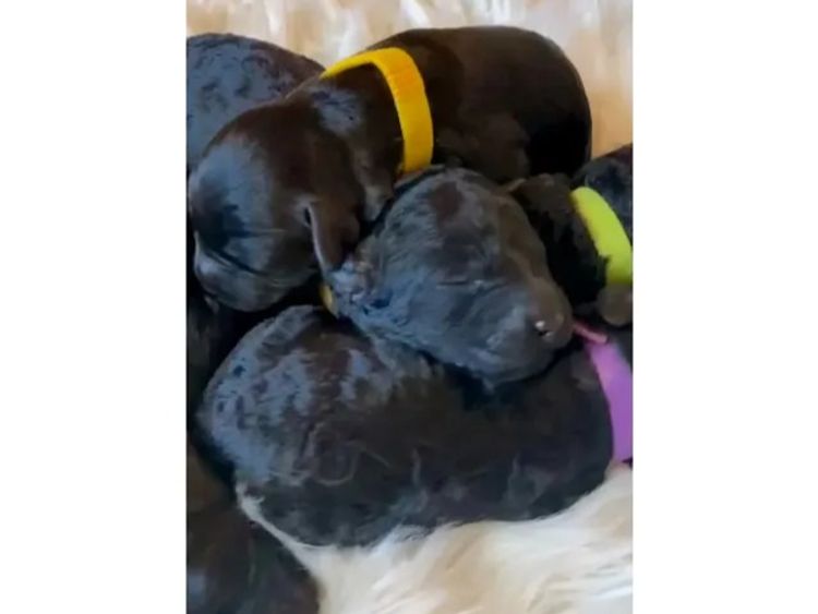 Aralbal Labradoodles