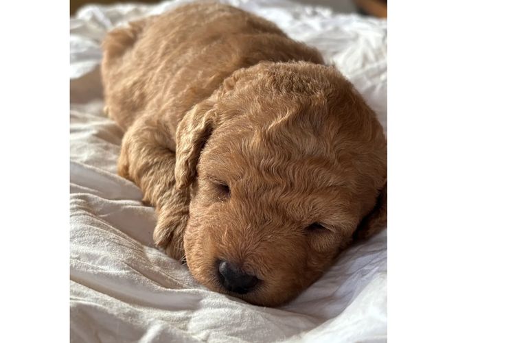 Aralbal Labradoodles