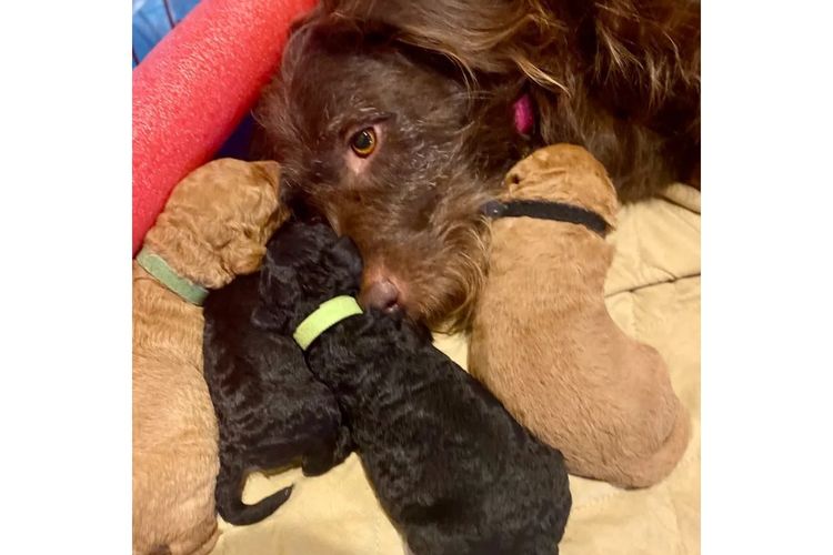 Aralbal Labradoodles