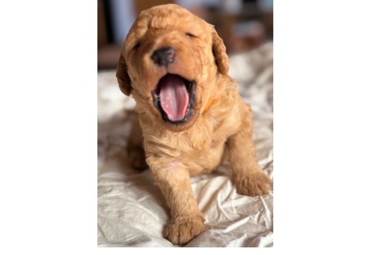 Aralbal Labradoodles