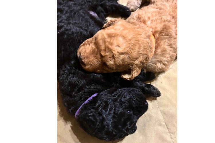 Aralbal Labradoodles
