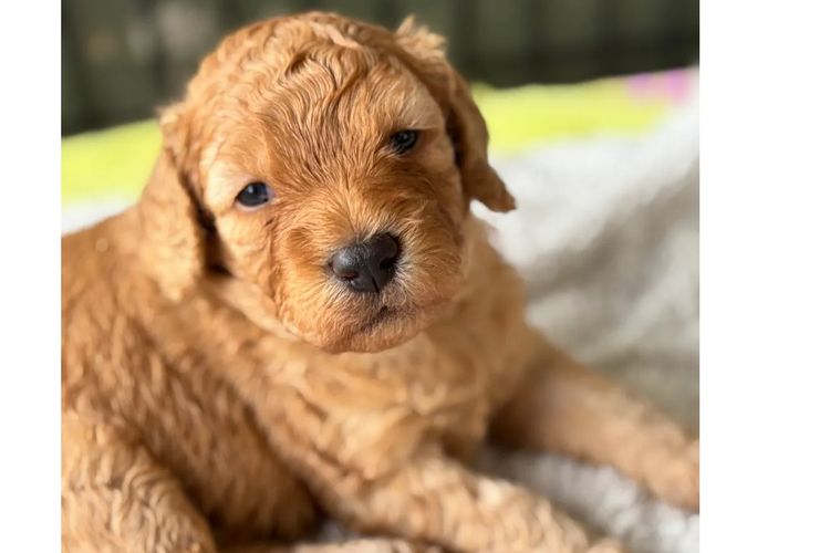 Aralbal Labradoodles