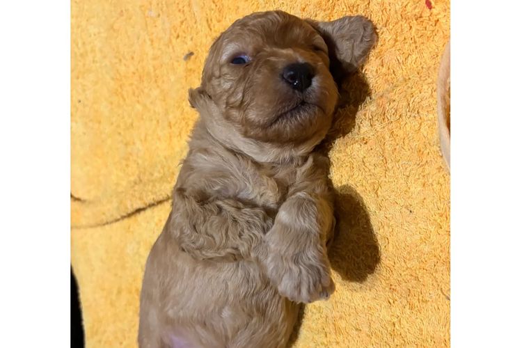 Aralbal Labradoodles