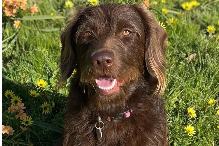 Aralbal Labradoodles