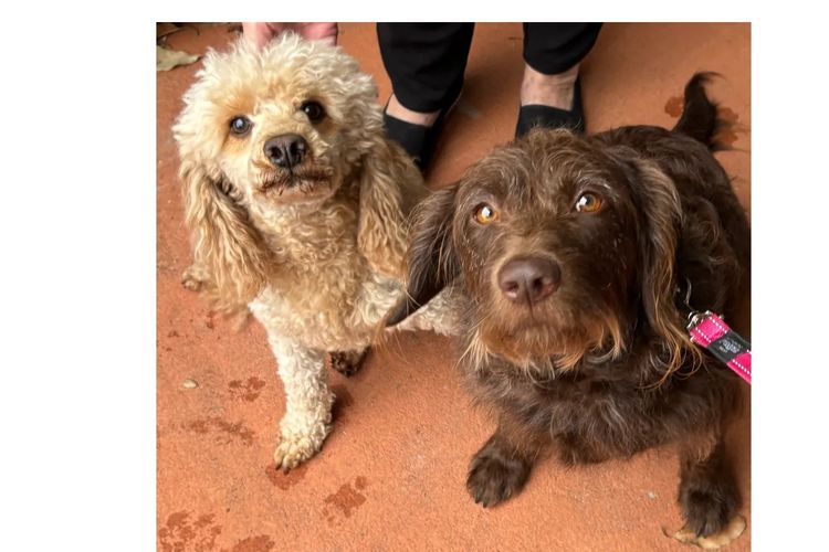 Aralbal Labradoodles