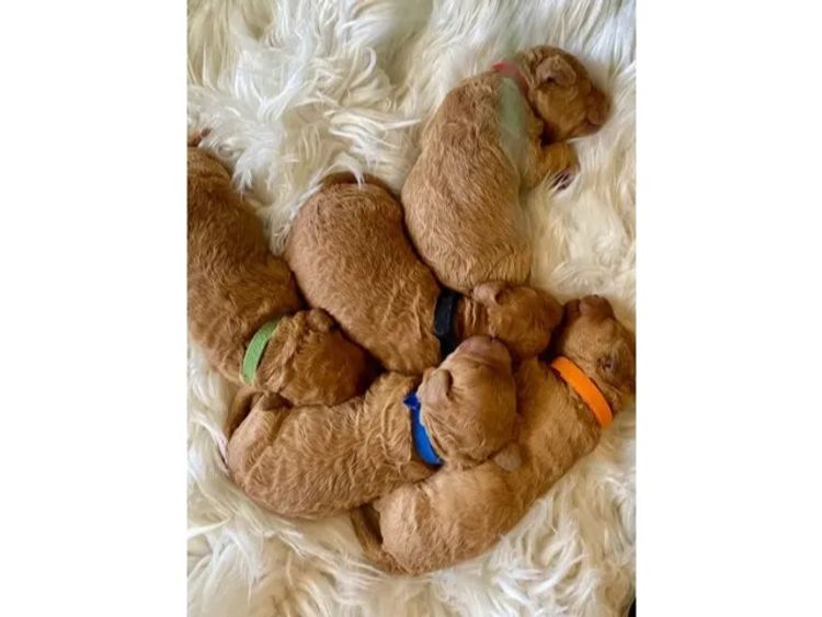 Aralbal Labradoodles