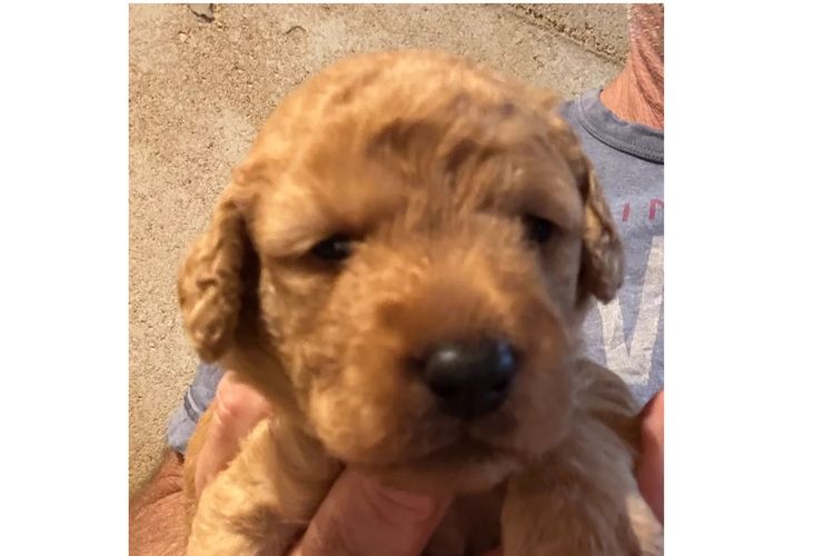 Aralbal Labradoodles