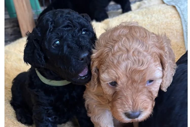 Aralbal Labradoodles