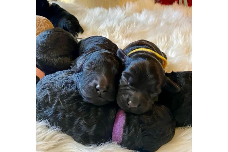 Aralbal Labradoodles