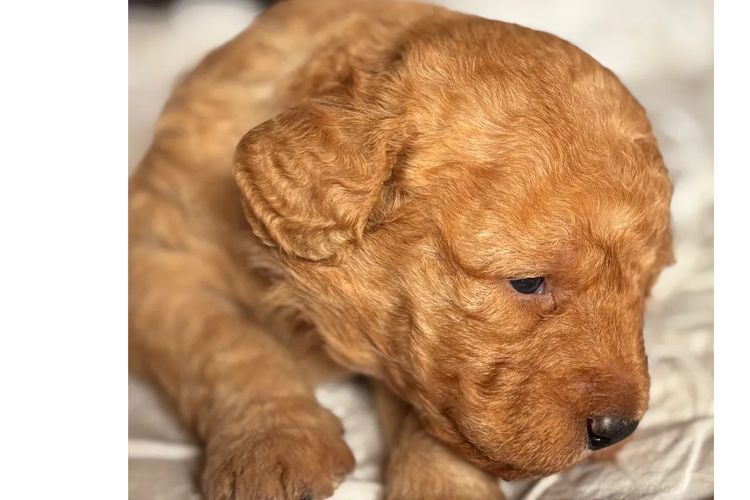 Aralbal Labradoodles