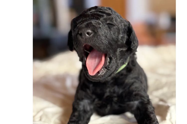 Aralbal Labradoodles
