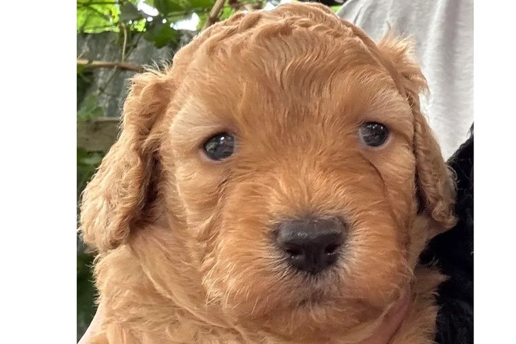 Aralbal Labradoodles