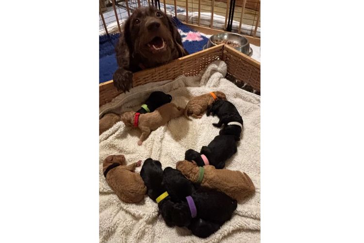 Aralbal Labradoodles