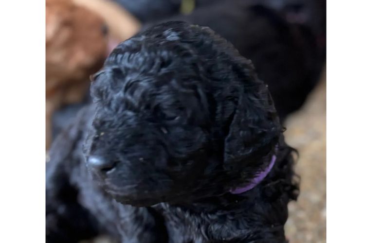 Aralbal Labradoodles