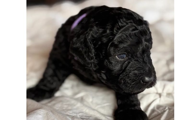Aralbal Labradoodles