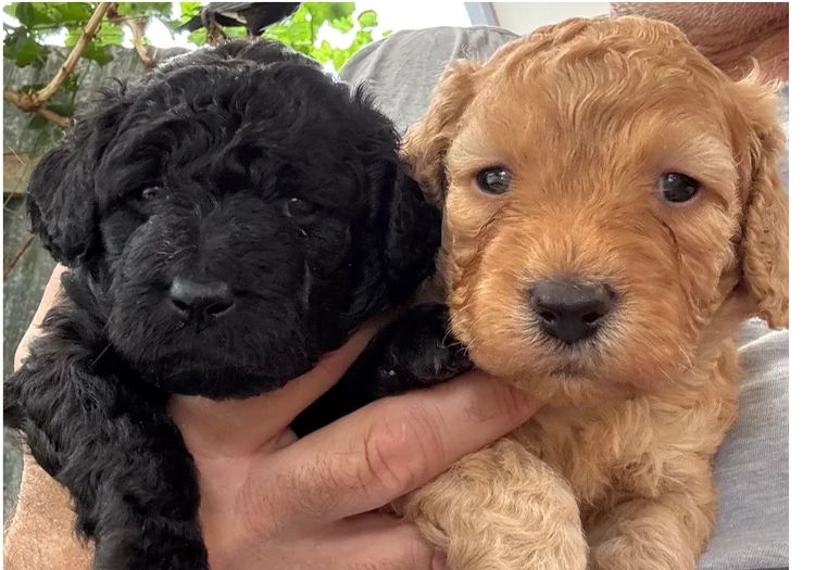 Aralbal Labradoodles