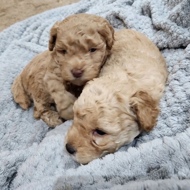Companion Cavoodles NSW