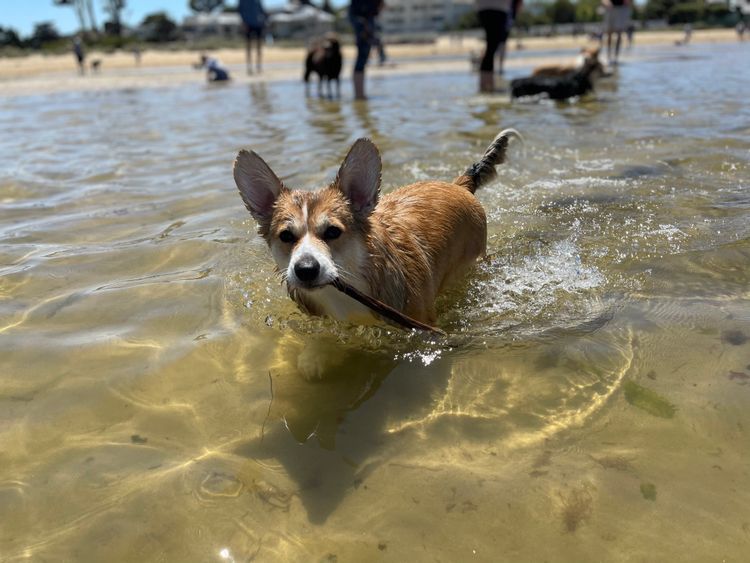 KNDLYANDALZ Pembroke Corgis