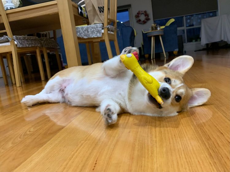 KNDLYANDALZ Pembroke Corgis