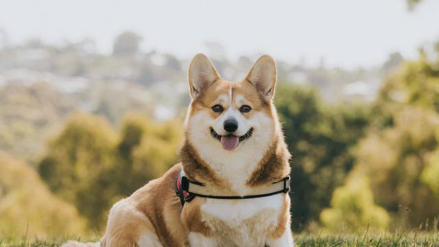 KNDLYANDALZ Pembroke Corgis