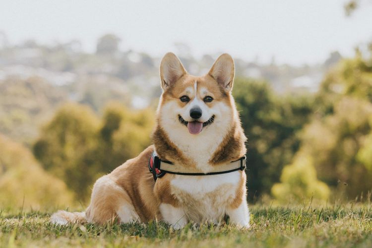 KNDLYANDALZ Pembroke Corgis