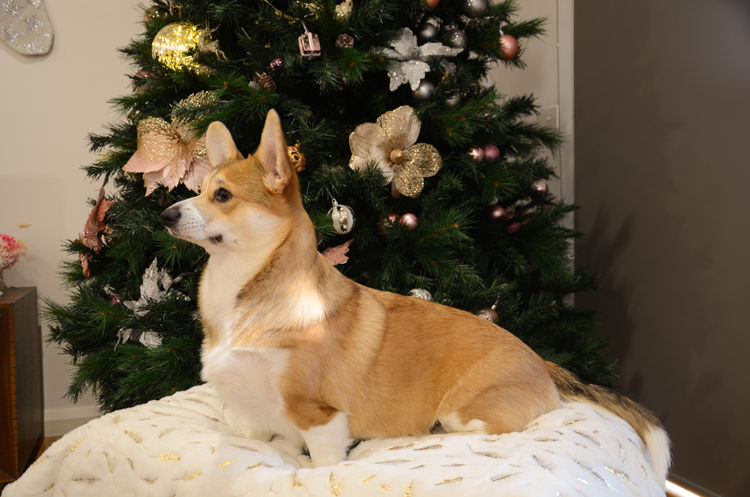 KNDLYANDALZ Pembroke Corgis