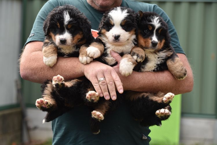 Azzabern Bernese Mountain Dogs