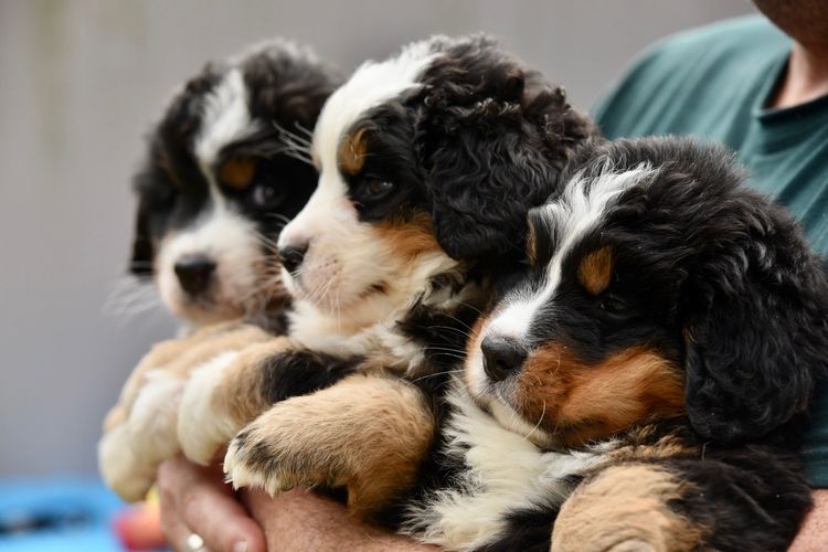 Azzabern Bernese Mountain Dogs