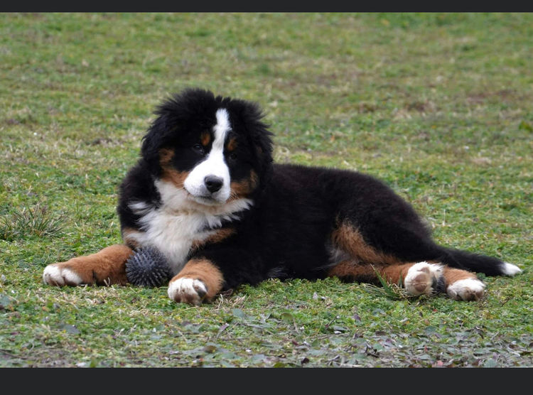 Azzabern Bernese Mountain Dogs