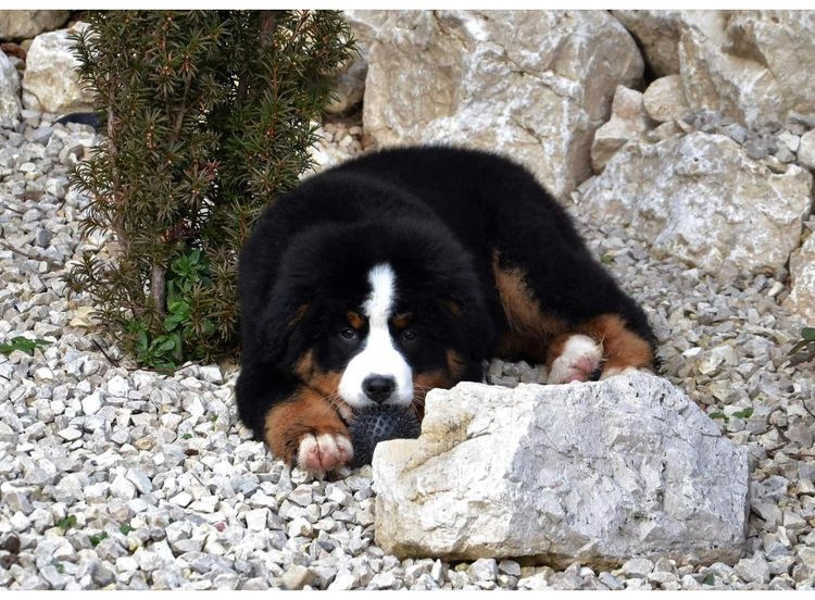 Azzabern Bernese Mountain Dogs