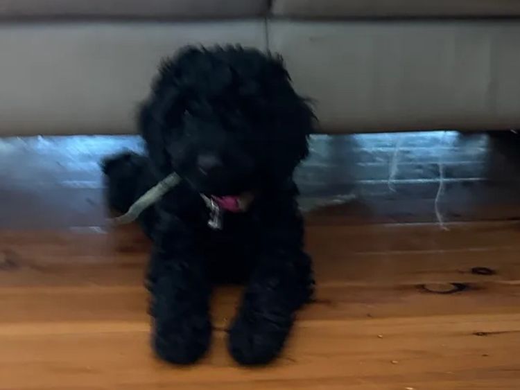 Cavapoohons