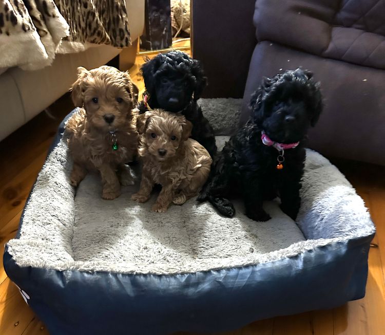 Cavapoohons