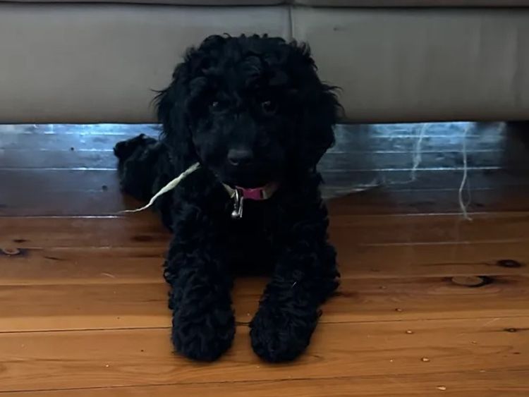 Cavapoohons