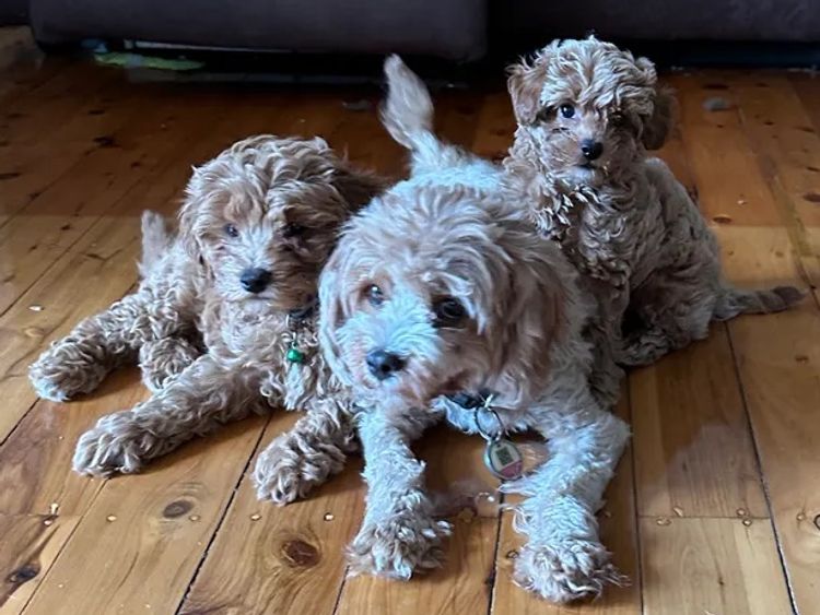 Cavapoohons