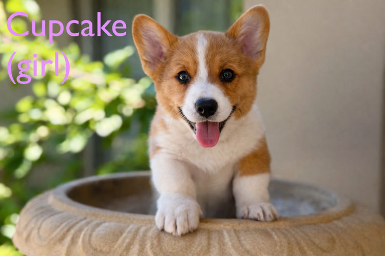 Orical Cardigan Corgis