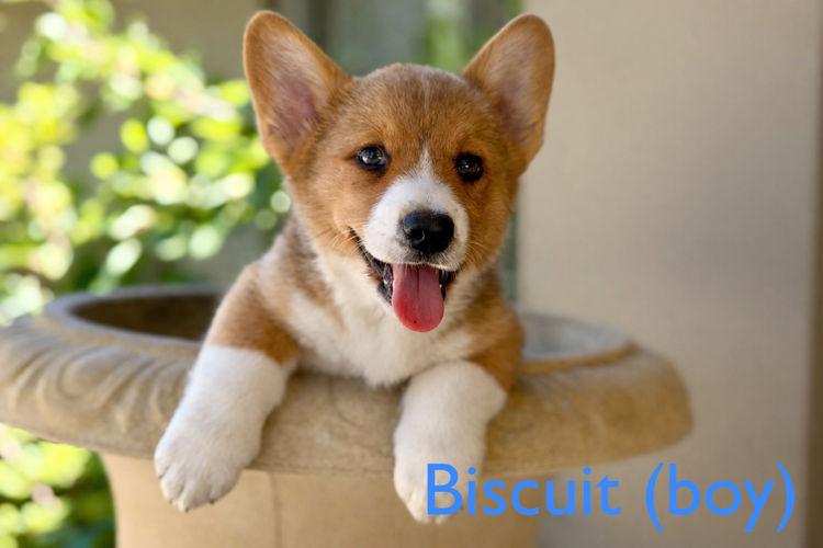Orical Cardigan Corgis