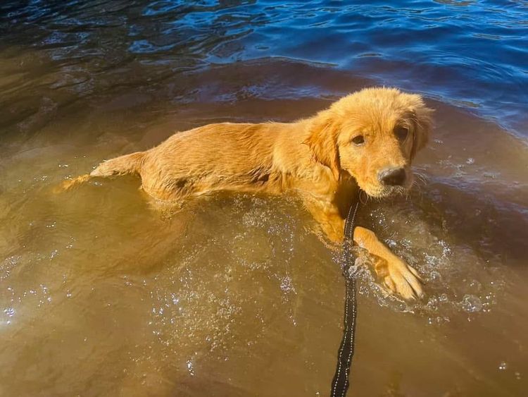 Capesatta Canines