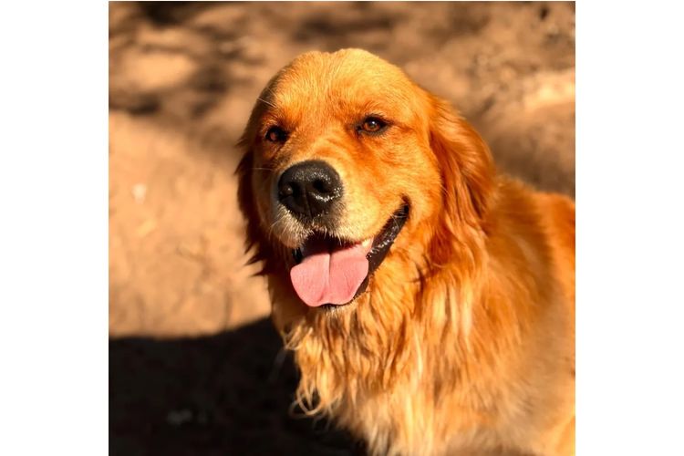 Capesatta Canines