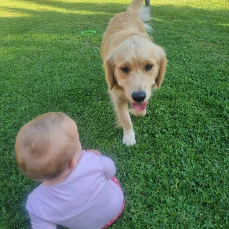 Capesatta Canines