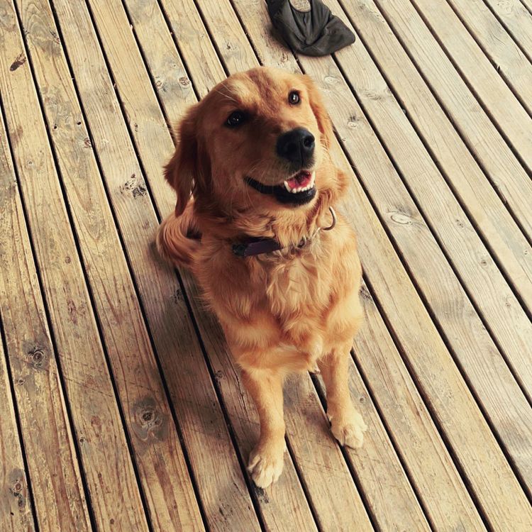 Capesatta Canines