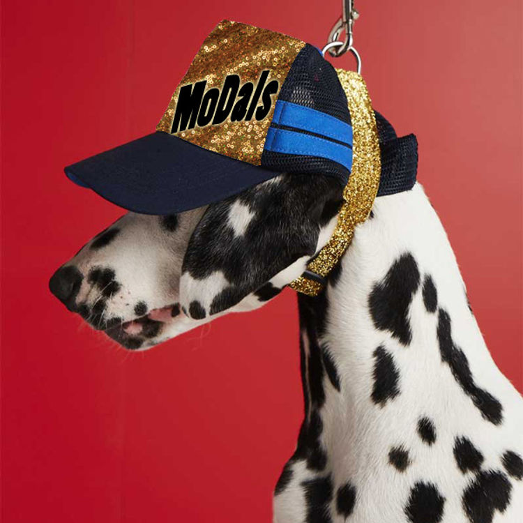 CCDalmatians
