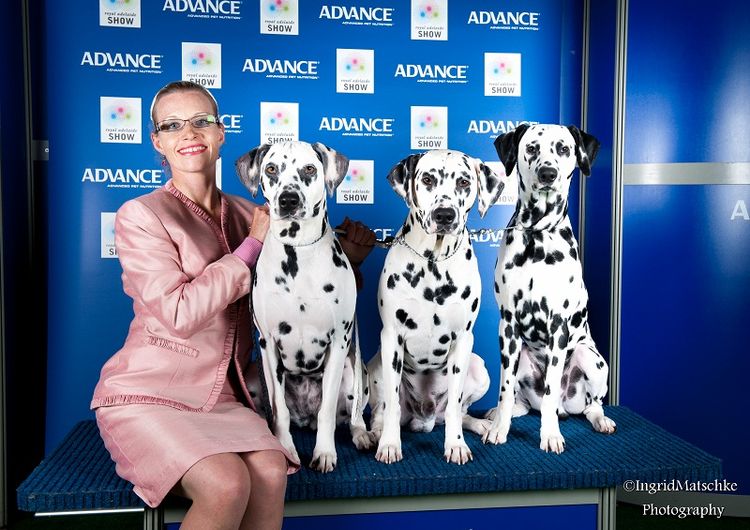 CCDalmatians